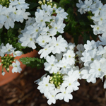 Verbena Vera White